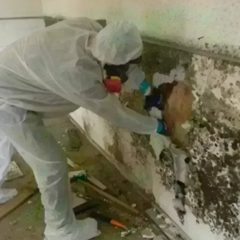 Mold Remediation and Removal in El Reno, OK